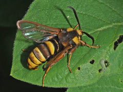 Sesia apiformis