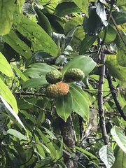 Freycinetia scandens