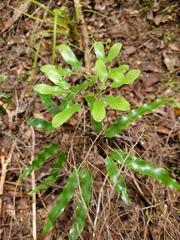 Lygodium articulatum