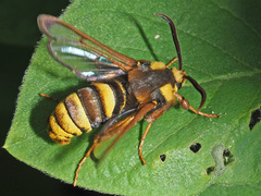 Sesia apiformis