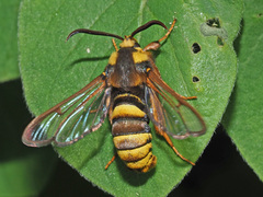 Sesia apiformis