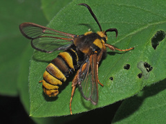 Sesia apiformis