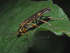 Tenthredopsis