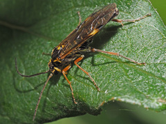 Tenthredopsis
