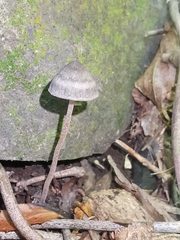 Entoloma perzonatum