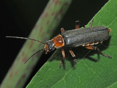 Cantharis nigricans
