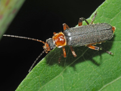 Cantharis nigricans