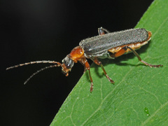 Cantharis nigricans