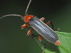 Cantharis pellucida