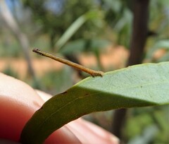 Gastrinodes argoplaca