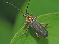Cantharis nigricans