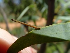 Gastrinodes argoplaca