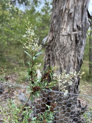 Bursaria spinosa spinosa