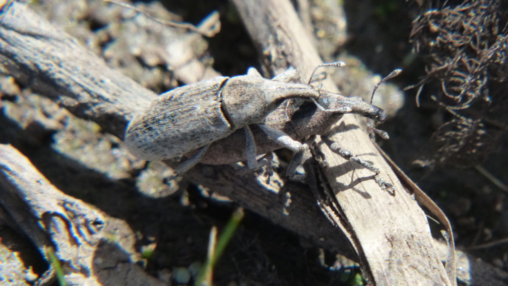Lixus asper
