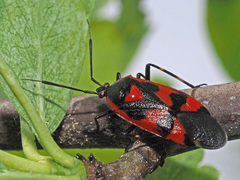 Deraeocoris trifasciatus