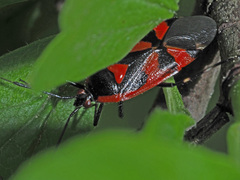 Deraeocoris trifasciatus