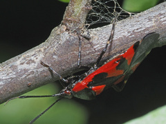 Deraeocoris trifasciatus