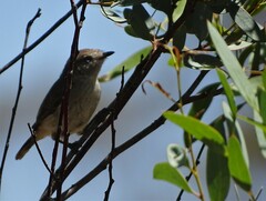 Acanthiza uropygialis