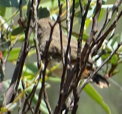 Acanthiza uropygialis