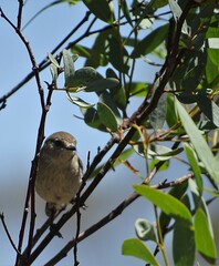 Acanthiza uropygialis