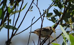Acanthiza uropygialis
