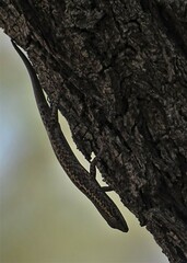 Cryptoblepharus pannosus