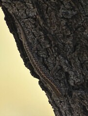 Cryptoblepharus pannosus