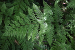 Leptolepia novae-zelandiae