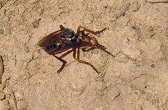 Saropogon