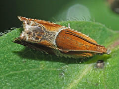 Ancylis obtusana