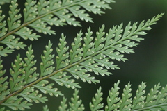 Leptolepia novae-zelandiae