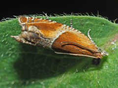 Ancylis obtusana