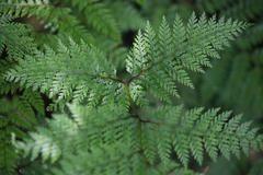 Leptolepia novae-zelandiae