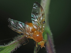 Myoleja lucida