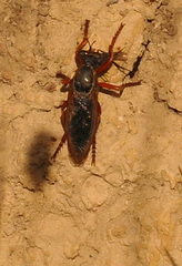 Saropogon