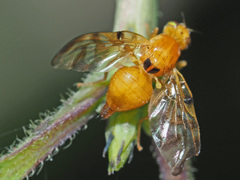Myoleja lucida