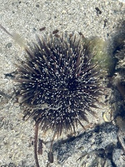 Evechinus chloroticus