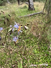 Dianella longifolia longifolia