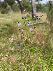 Dianella longifolia longifolia