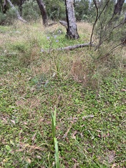 Dianella longifolia longifolia