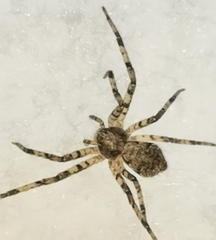 Philodromus margaritatus