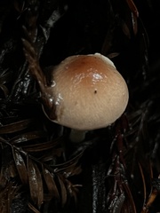 Lepiota neophana