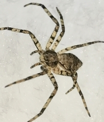 Philodromus margaritatus