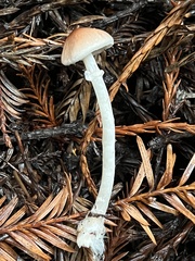 Lepiota neophana