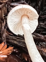 Lepiota neophana