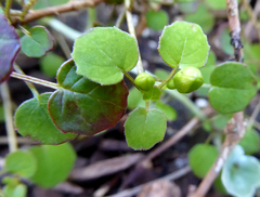 Fuchsia procumbens