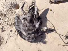 Ardenna tenuirostris