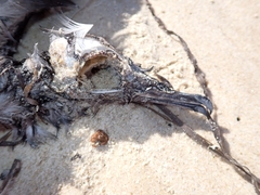 Ardenna tenuirostris