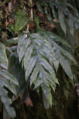 Blechnum colensoi