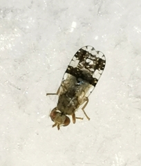 Tephritis dilacerata